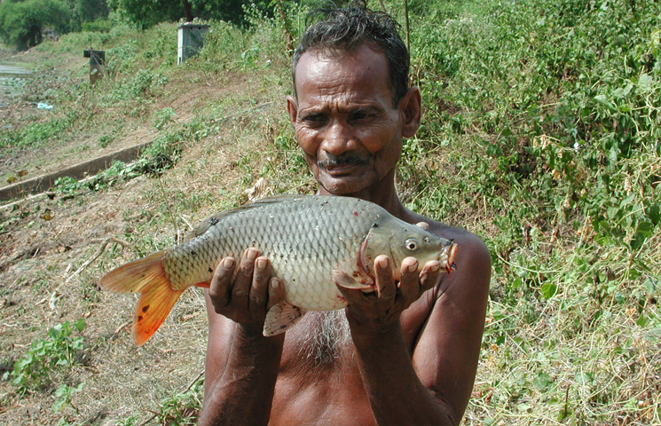 new-sri-lankan-tropical-fish-youtube